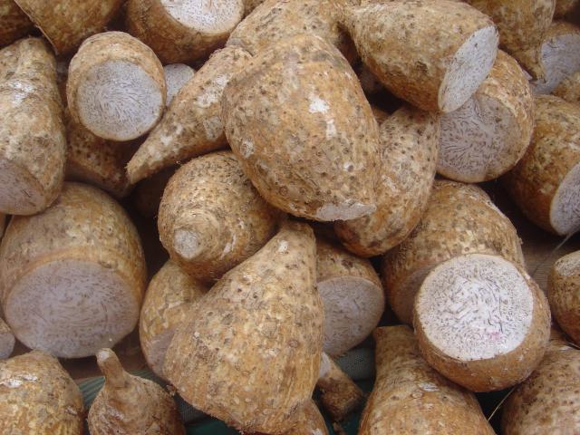 Taro corms (Colocasia esculenta) sold on a market in Réunion