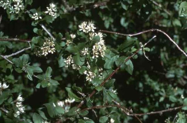 Combretum aculeatum