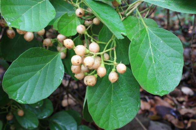 Assyrian plum (Cordia myxa) foliage and fruits