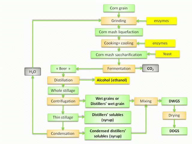 Corn distillers processing