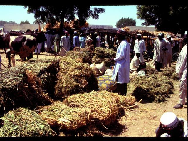 Cowpea (Vigna unguiculata) straw