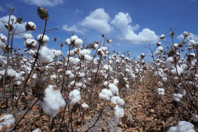 Cotton field, Texas