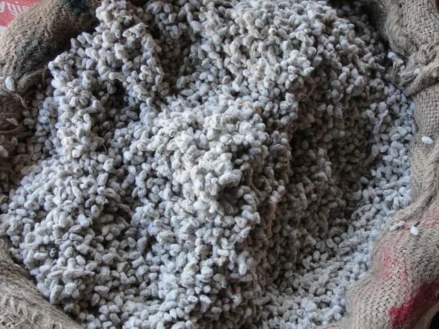 https://www.feedipedia.org/content/bag-cotton-seeds-cattle