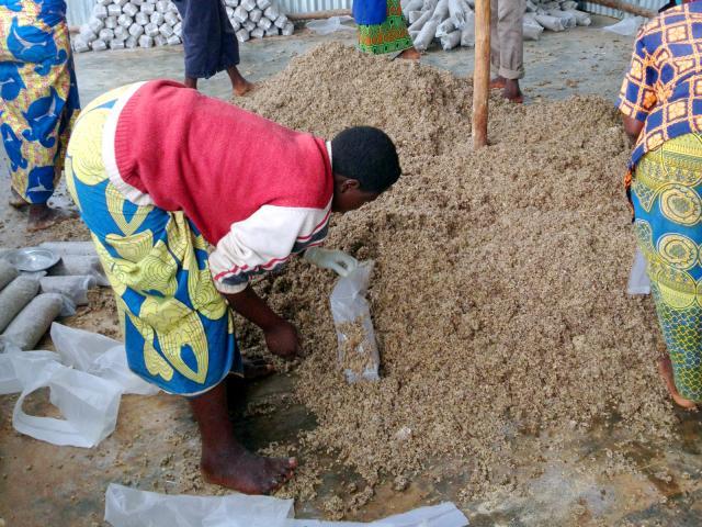 Cottonseed hulls for mushroom production