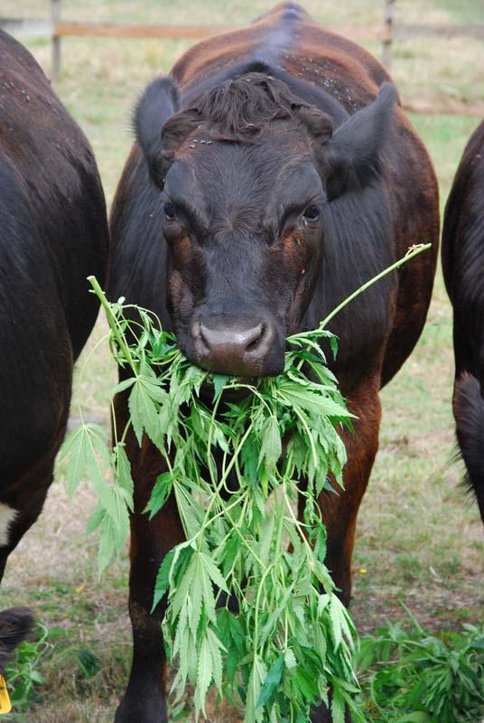 Cattle eating hemp Feedipedia