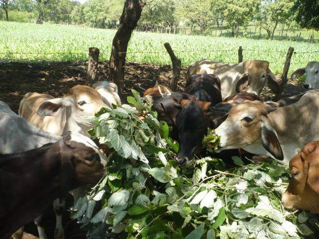 Cows eating foliage of Cratylia (Cratylia argentea) in Nicaragua