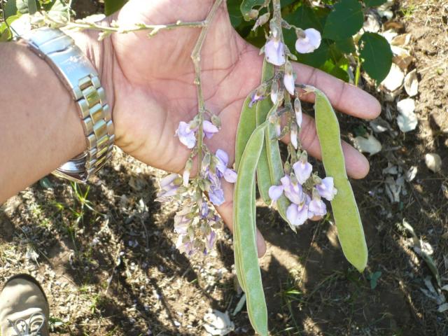 Flowers and pods of Cratylia (Cratylia argentea), Leon, Nicaragua