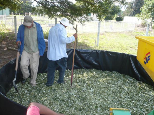 Processing of cratylia (Cratylia argentea) for silage, Nicaragua