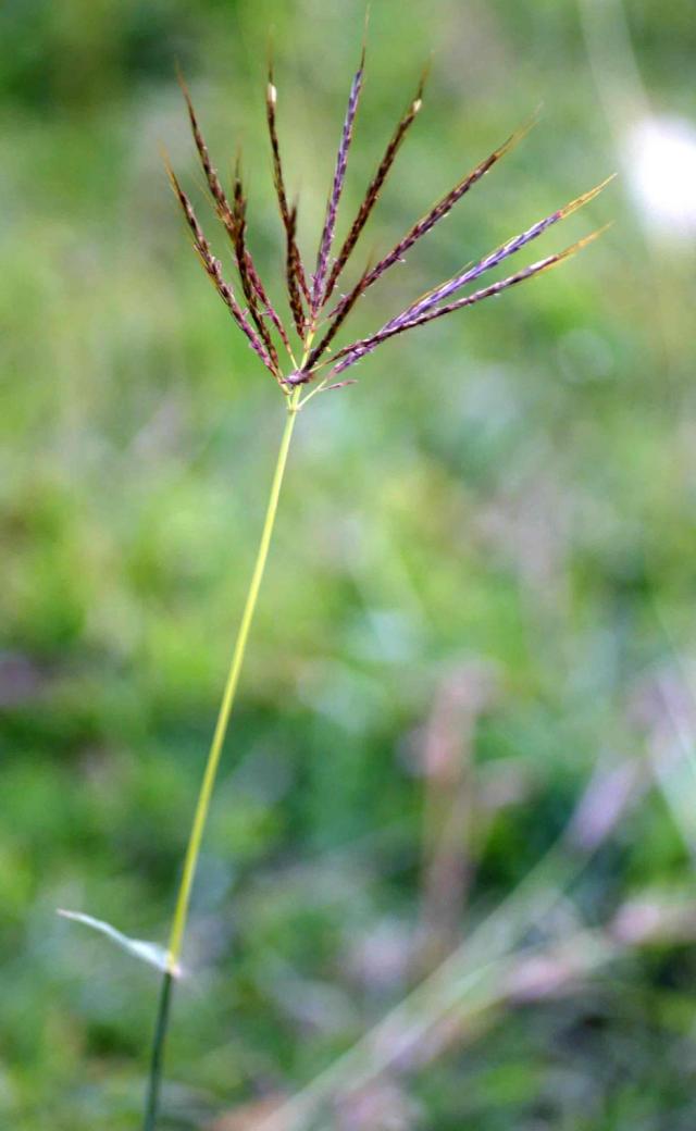 Creeping bluegrass (Bothriochloa insculpta), Zimbabwe