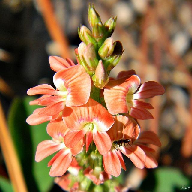 Creeping indigo (Indigofera spicata], inflorescence, Florida, USA