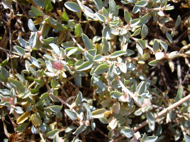 Creeping saltbush (Atriplex semibaccata), foliage, Hawaii