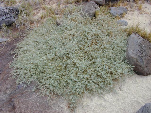 Creeping saltbush (Atriplex semibaccata), habit, Hawaii