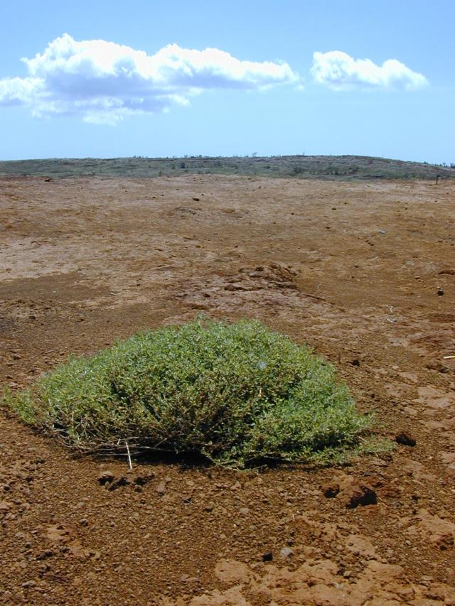 Creeping saltbush (Atriplex semibaccata), habit
