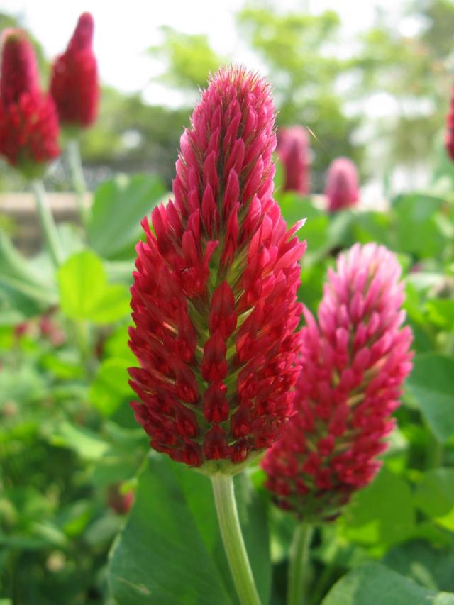 Crimson clover (Trifolium incarnatum), inflorescence