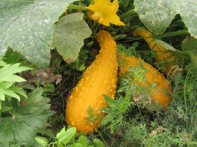 Cucurbita pepo