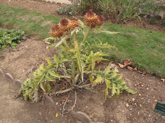 Artichoke plant