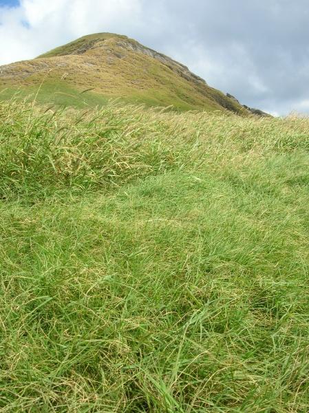 Bermuda grass (Cynodon dactylon)