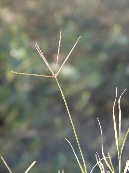 Bermuda grass (Cynodon dactylon) seedhead