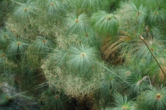 Papyrus (Cyperus papyrus) inflorescence blooming