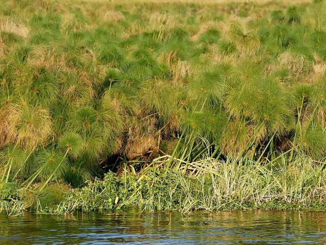 Papyrus (Cyperus papyrus) swamp, Kafue River, Zambia