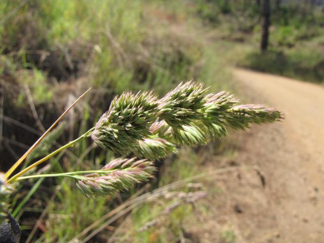 Cocksfoot seedheads, Maui, Hawaii