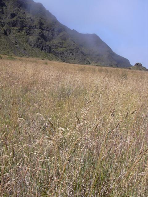 Cocksfoot habit, Maui, Hawaii