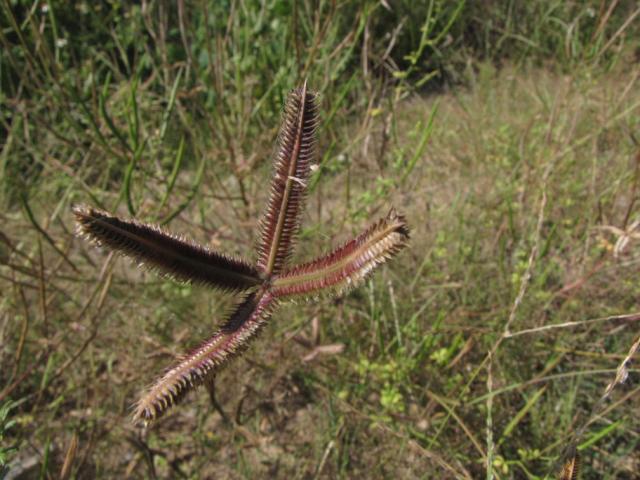 Dactyloctenium aegyptium spikelets, Central Vietnam