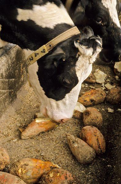 Dairy cow fed with fodder beet roots