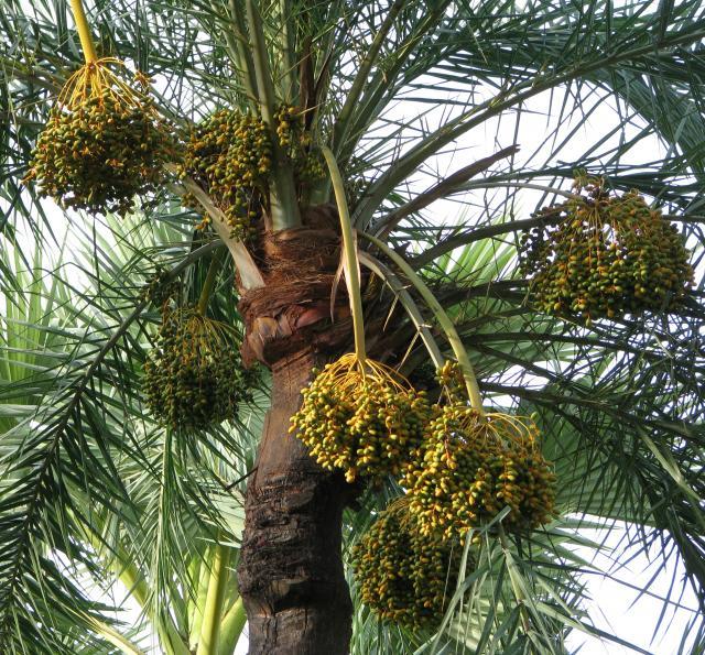 Date palm (Phoenix dactylifera L.) fruits