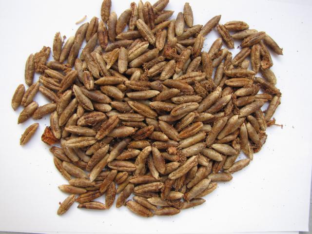 Date palm seeds