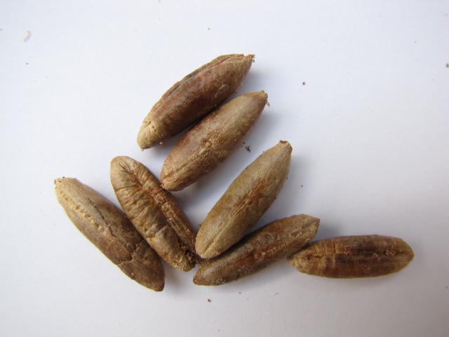 Date palm seeds (close up)