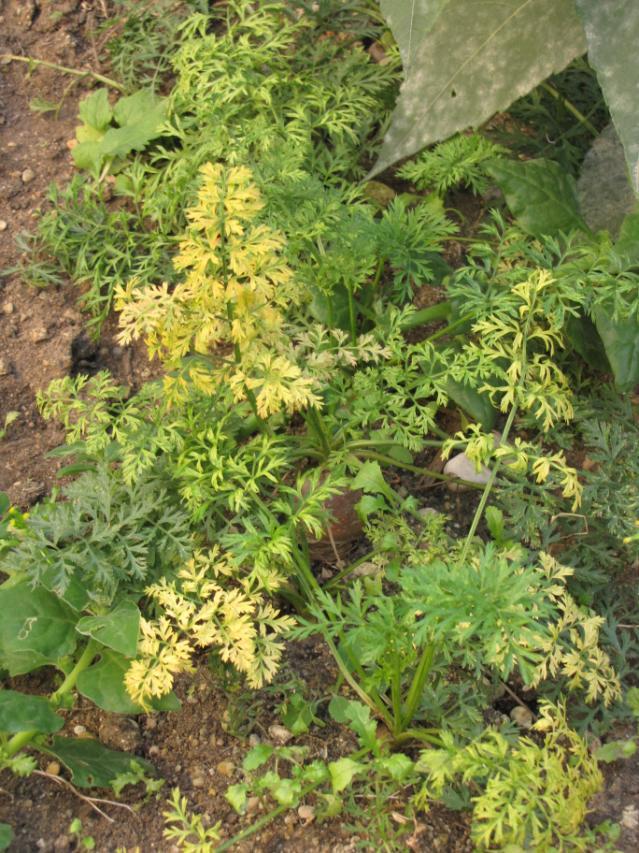 Carrot plant