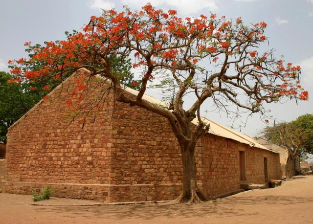 Flamboyant (Delonix regia), cropped