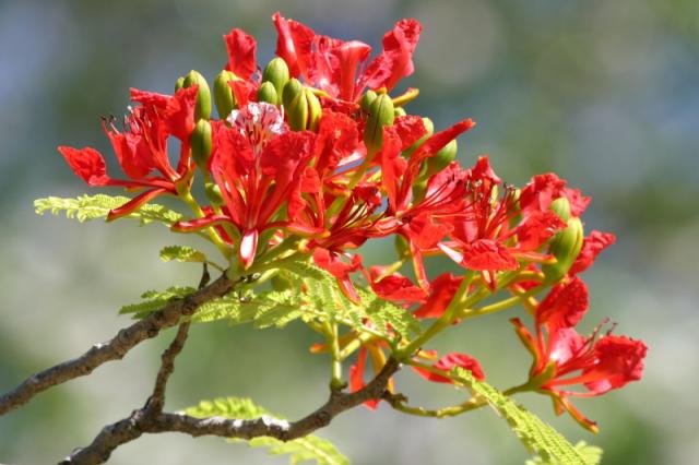 Flamboyant (Delonix regia) inflorescence