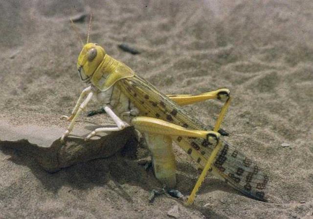 Desert locust (Schistocerca gregaria)