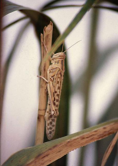 Desert locust (Schistocerca gregaria)