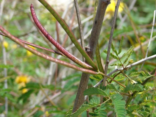 Dwarf koa (Desmanthus virgatus (L.) Willd.), pods at Midway atoll, Hawaii