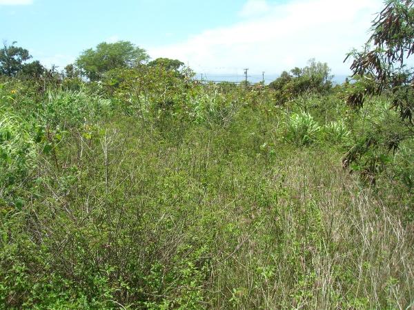 Dwarf koa (Desmanthus virgatus (L.) Willd.), habit at Maui, Hawaii