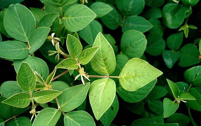 Greenleaf desmodium (Desmodium intortum cv. Greenleaf), leaves, Australia