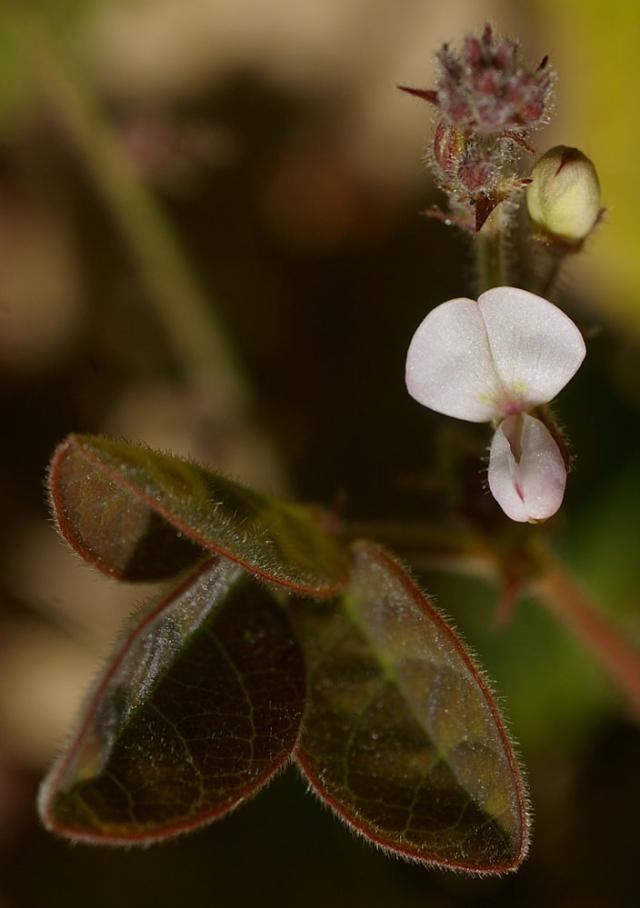 Samoan clover (Desmodium scorpiurus), flower and hairy leaf, Pretty Beach, Cairns, Queensland, Australia