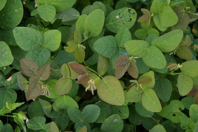 Samoan clover (Desmodium scorpiurus), foliage