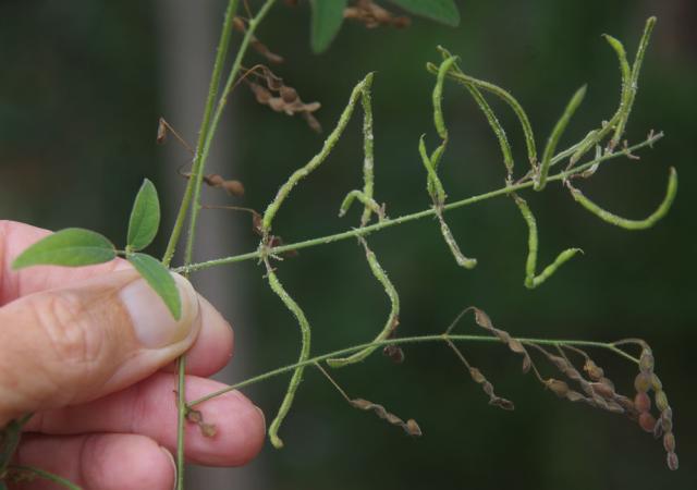 Samoan clover (Desmodium scorpiurus), pods (upper part) compared to greenleaf desmodium (Desmodium tortuosum) pods