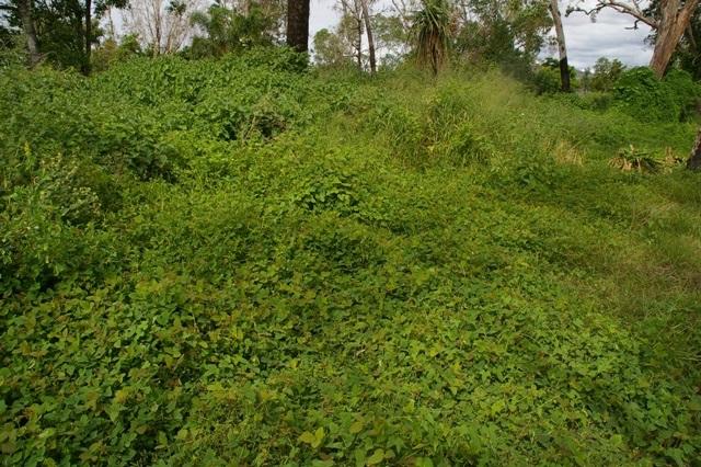 Samoan clover (Desmodium scorpiurus), stand