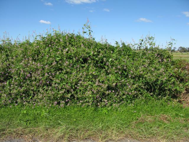 Silverleaf desmodium (Desmodium uncinatum), trailing and climbing habit