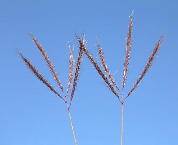 Marvel grass (Dichanthium annulatum)