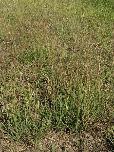 Marvel grass (Dichanthium annulatum), stand