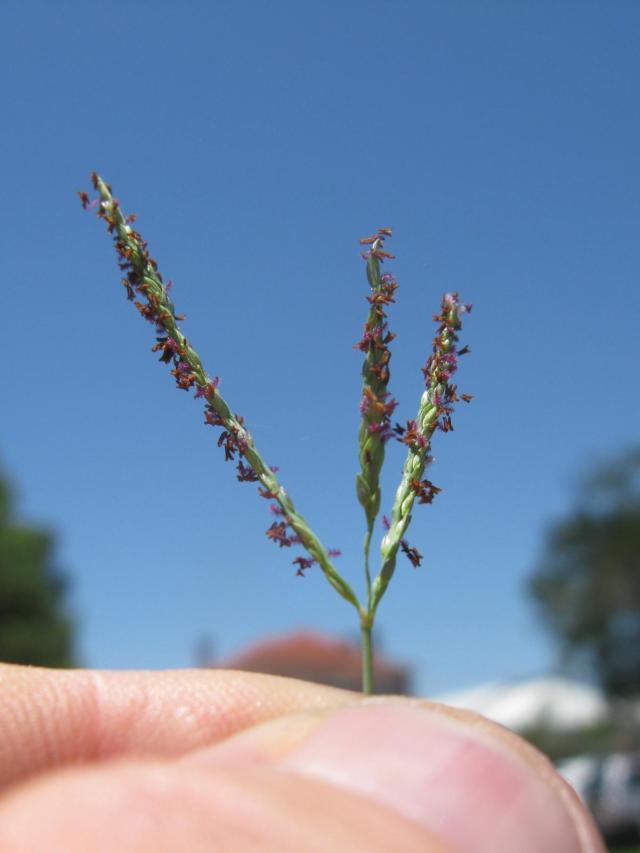 Digitaria didactyla, closely related to Digitaria swazilandensis