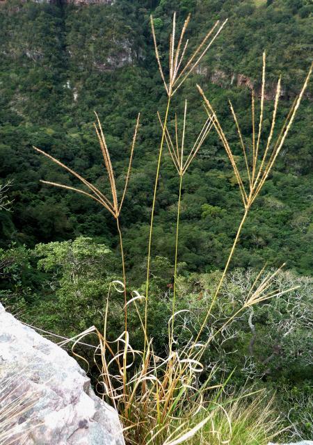 Pangola grass (Digitaria eriantha), South Africa