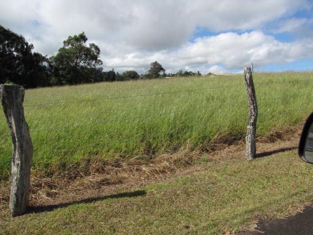 Pangola, habit and pasture at Haiku, Maui