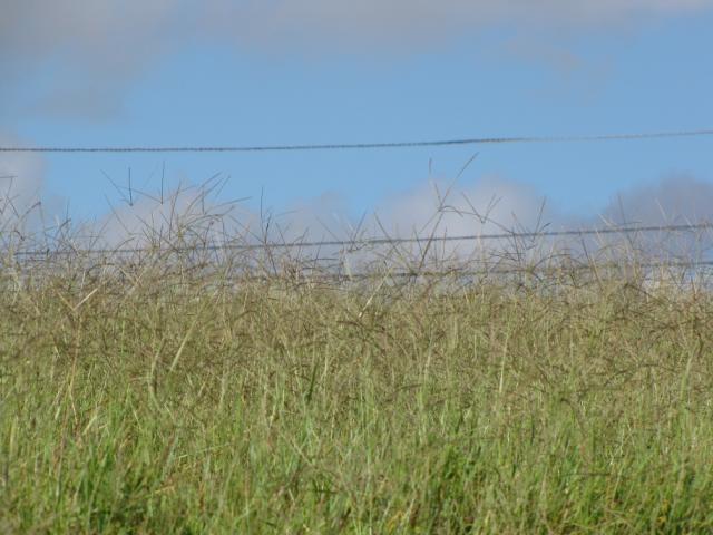 Pangola seedheads, Haiku, Maui